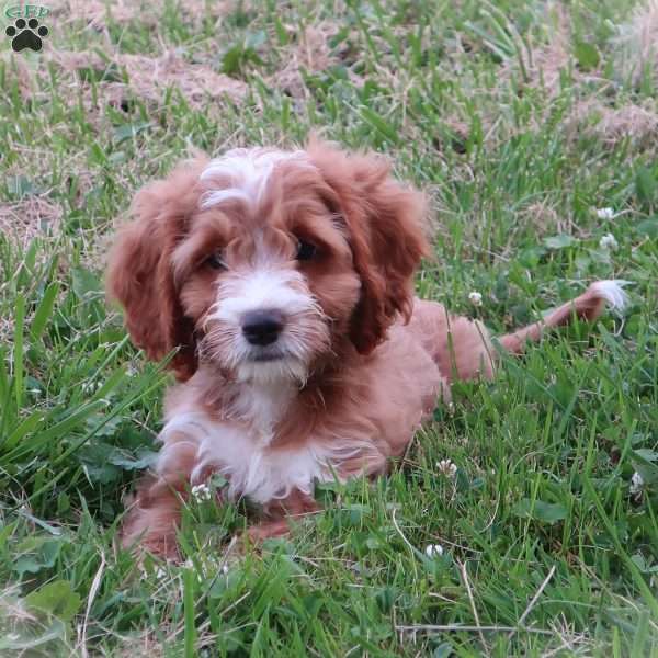 Summer, Cockapoo Puppy